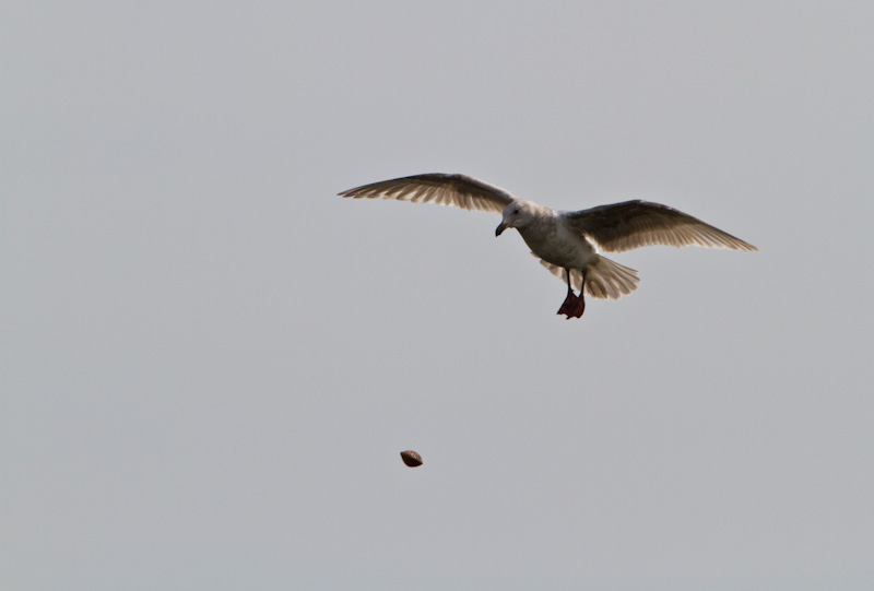 Gull Dropping Clam